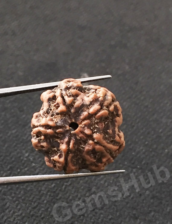 5 Mukhi Certified Nepali Rudraksha